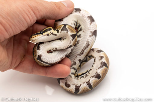 Africa import dinker ball python for sale