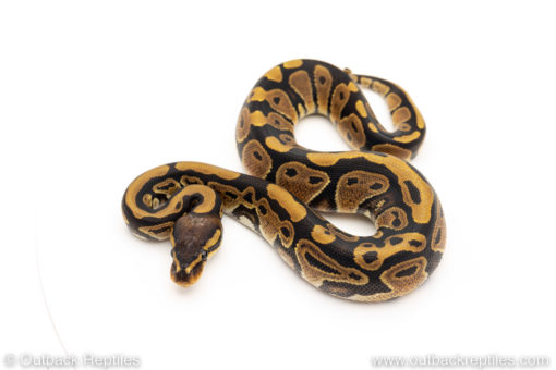 Africa import dinker ball python for sale