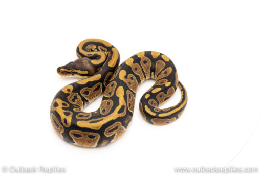 Africa import dinker ball python for sale