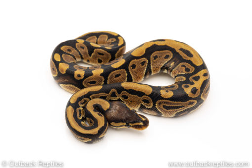 Africa import dinker ball python for sale