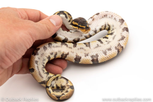 Africa import dinker ball python for sale