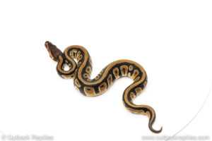 Africa import dinker ball python for sale