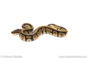 Africa import dinker ball python for sale