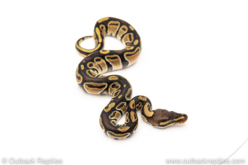 Africa import dinker ball python for sale