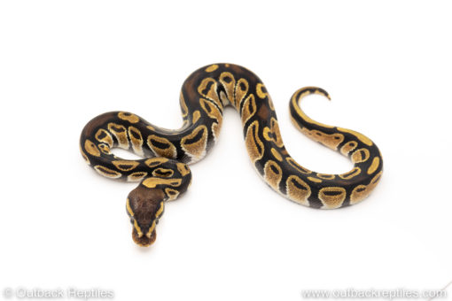 Africa import dinker ball python for sale