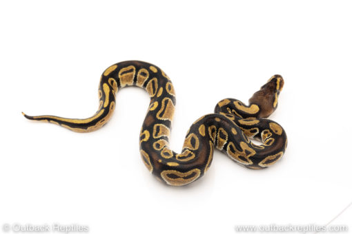 Africa import dinker ball python for sale