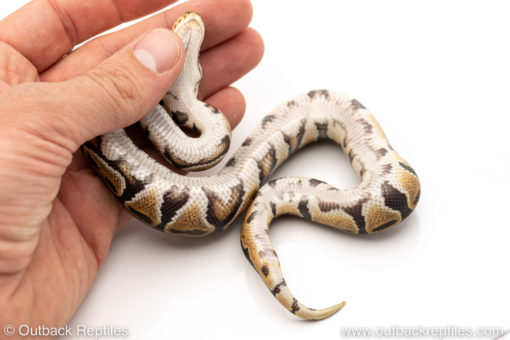 Africa import dinker ball python for sale