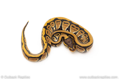 Africa import dinker ball python for sale