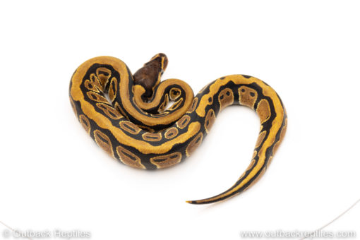 Africa import dinker ball python for sale