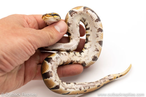 Africa import dinker ball python for sale