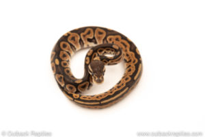 African Import Dinker Ball Python for sale