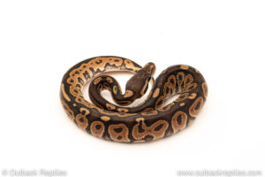 African Import Dinker Ball Python for sale