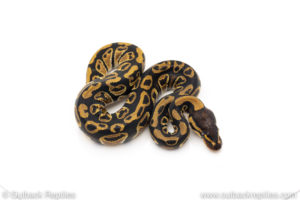 Africa import dinker ball python for sale