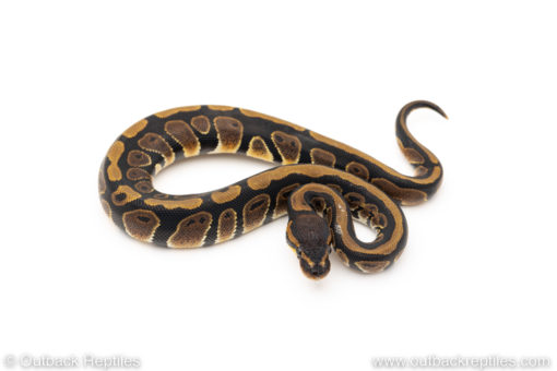 Africa import dinker ball python for sale