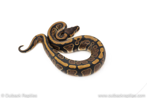 Africa import dinker ball python for sale