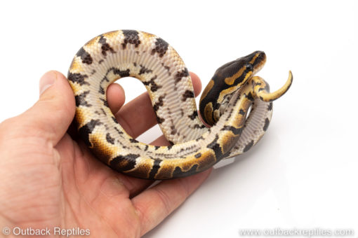 Africa import dinker ball python for sale