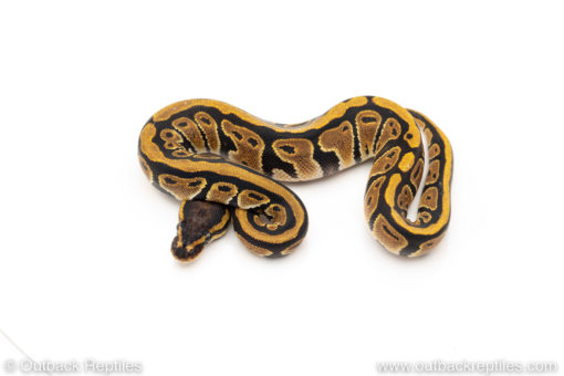 Africa import dinker ball python for sale