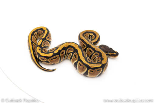 Africa import dinker ball python for sale