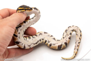 Africa import dinker ball python for sale