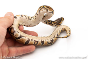 Africa import dinker ball python for sale