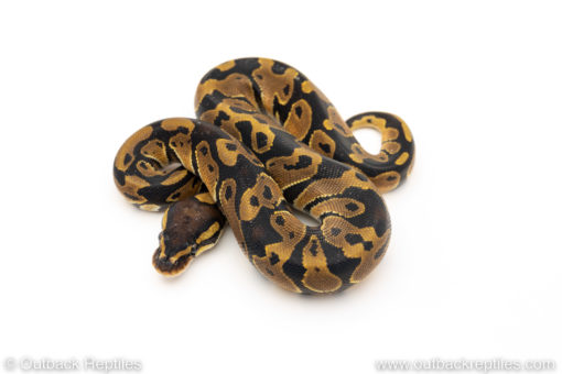 Africa import dinker ball python for sale