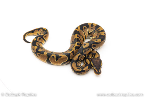 Africa import dinker ball python for sale