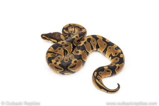 Africa import dinker ball python for sale