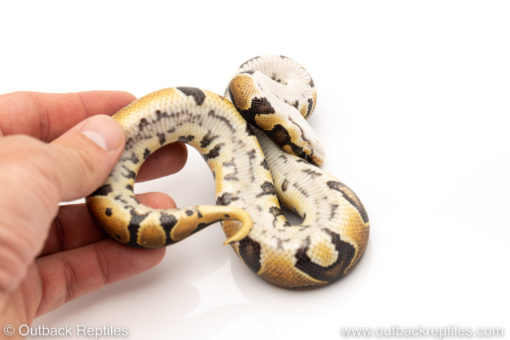 Africa import dinker ball python for sale