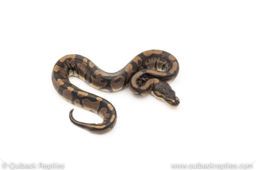 Africa import dinker ball python for sale