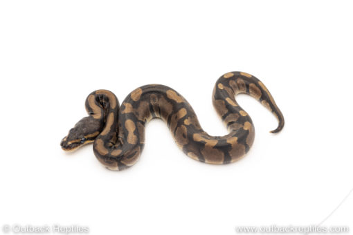 Africa import dinker ball python for sale