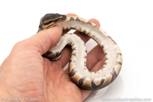 Africa import dinker ball python for sale