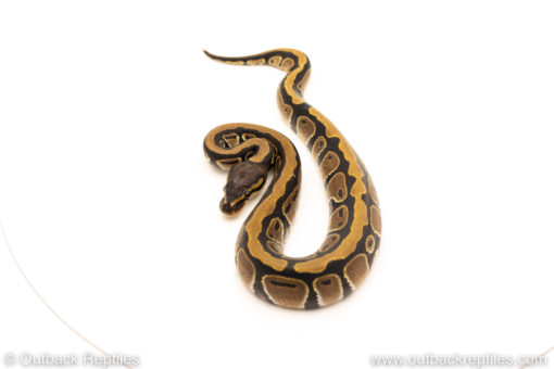 African Import Dinker Ball Python for sale