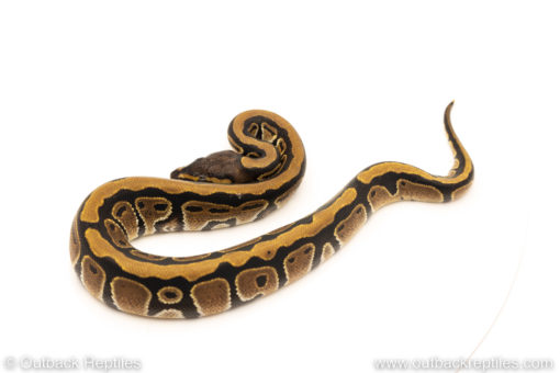 African Import Dinker Ball Python for sale