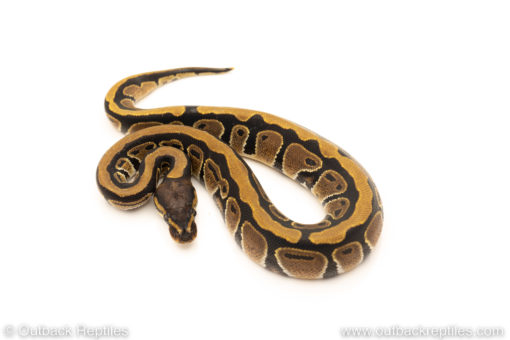 African Import Dinker Ball Python for sale