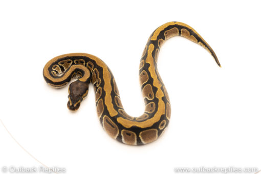 African Import Dinker Ball Python for sale