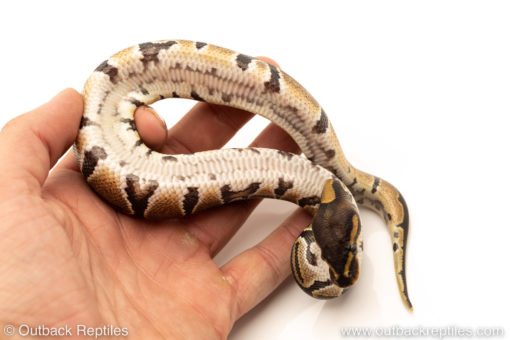 African Import Dinker Ball Python for sale