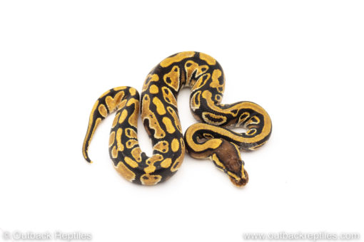 Africa import dinker ball python for sale