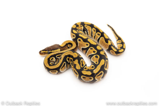 Africa import dinker ball python for sale