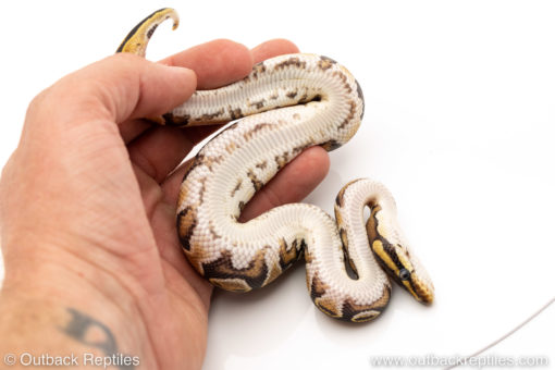 Africa import dinker ball python for sale