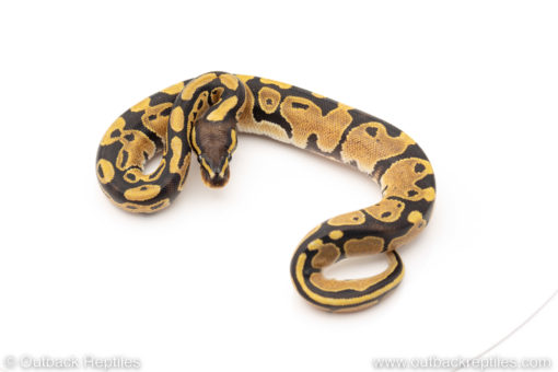 Africa import dinker ball python for sale