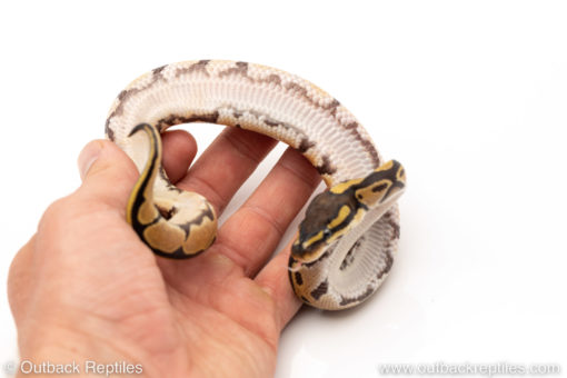 Africa import dinker ball python for sale