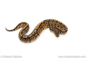 Africa import dinker ball python for sale