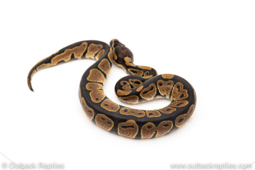 Africa import dinker ball python for sale