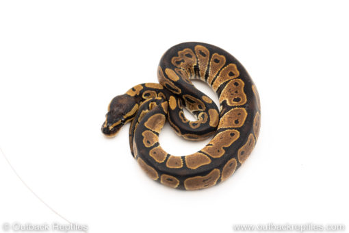 Africa import dinker ball python for sale