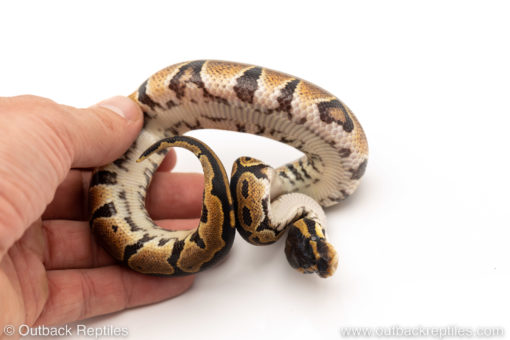 Africa import dinker ball python for sale