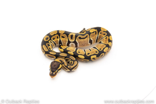 Africa import dinker ball python for sale