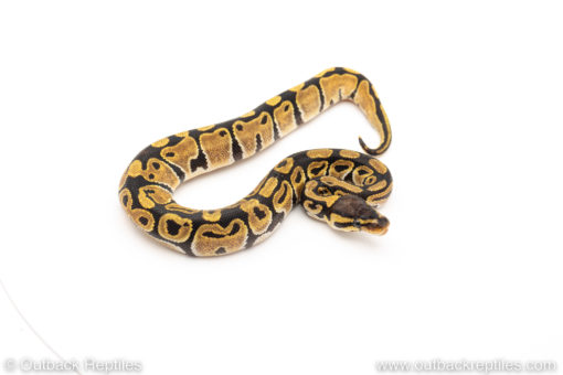 Africa import dinker ball python for sale