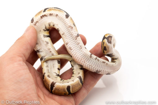 Africa import dinker ball python for sale