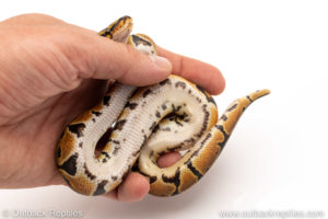 Africa import dinker ball python for sale