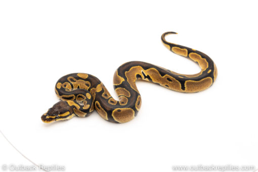 Africa import dinker ball python for sale